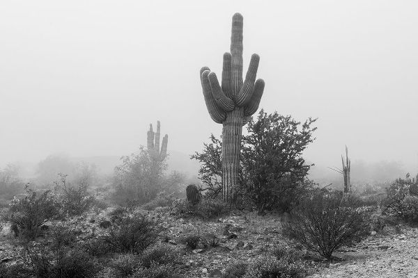 Arizona-Buckeye Black and white of saguaro cactus in fog